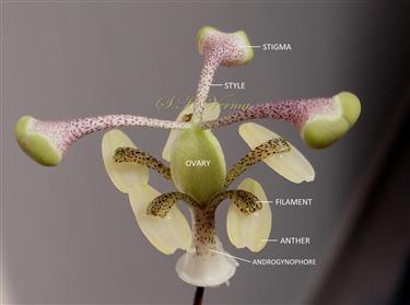  Androecium and Gynoecium